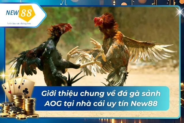Đá Gà Sảnh AOG - Thiên Đường Đá Gà Trực Tuyến Vạn Người Mê Giới thiệu về sảnh đá gà AOG tại nhà cái uy tín New88
